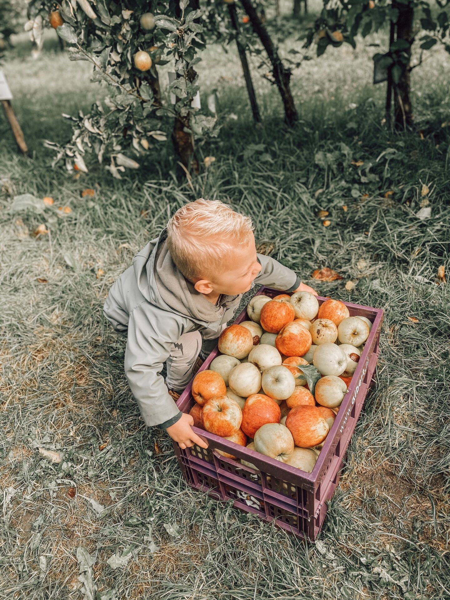 Appels plukken op de Olmenhorst