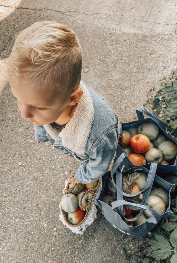 Appels plukken bij de Olmenhorst