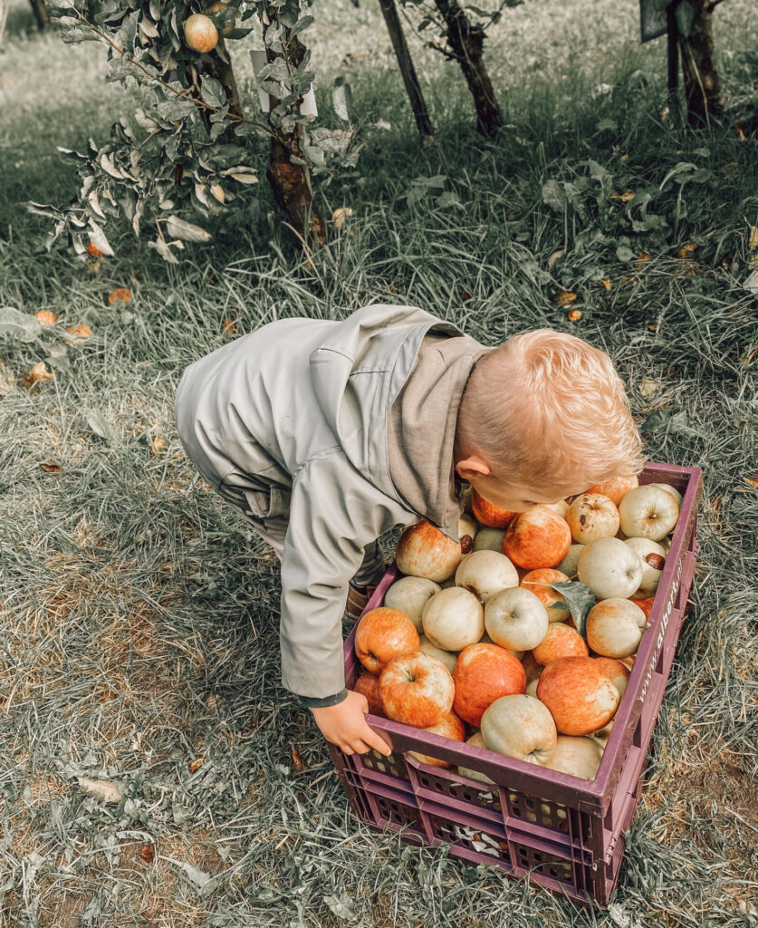 Appels plukken bij Landgoed de Olmenhorst