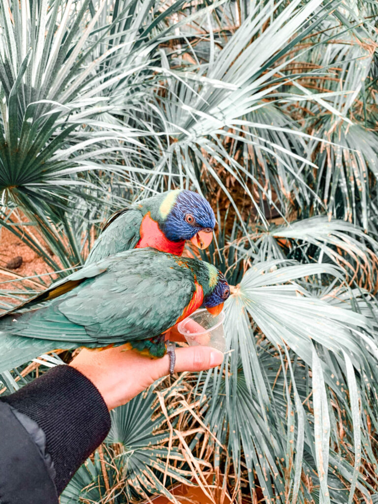 Avifauna Lori Landing