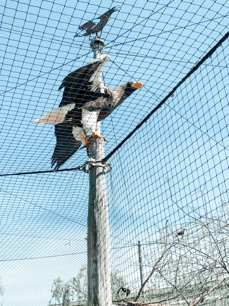 Roofvogels