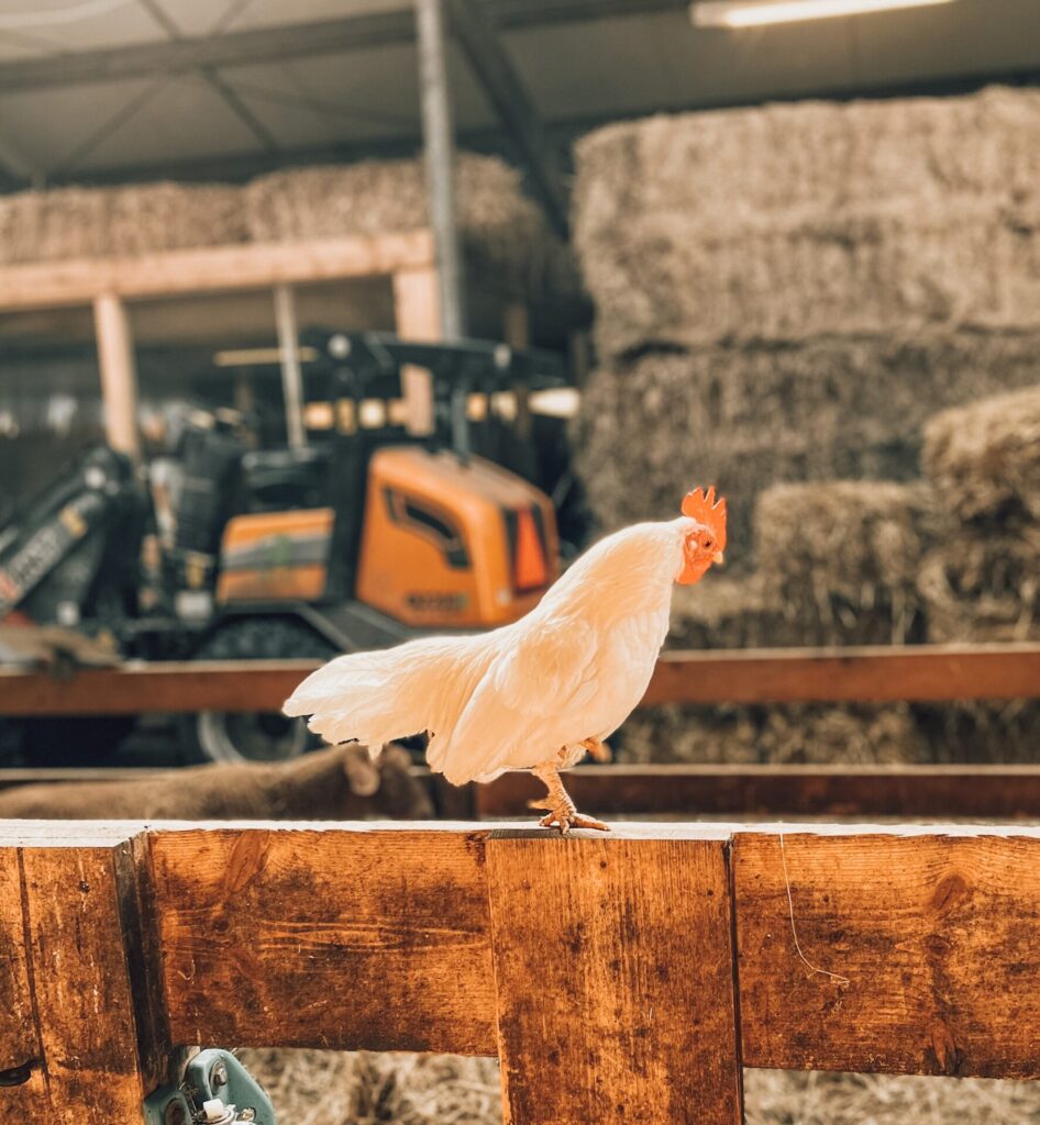 Schapenboerderij Texel