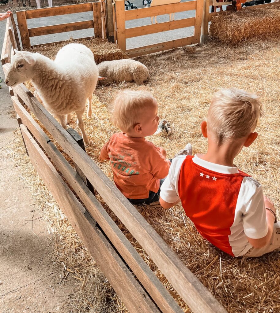 Schapenboerderij Texel