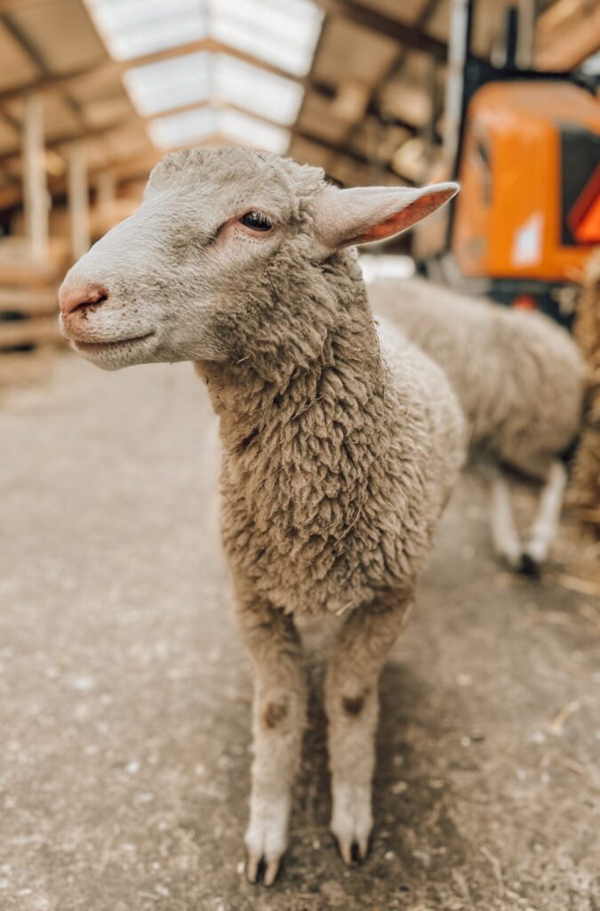 Schapenboerderij Texel 