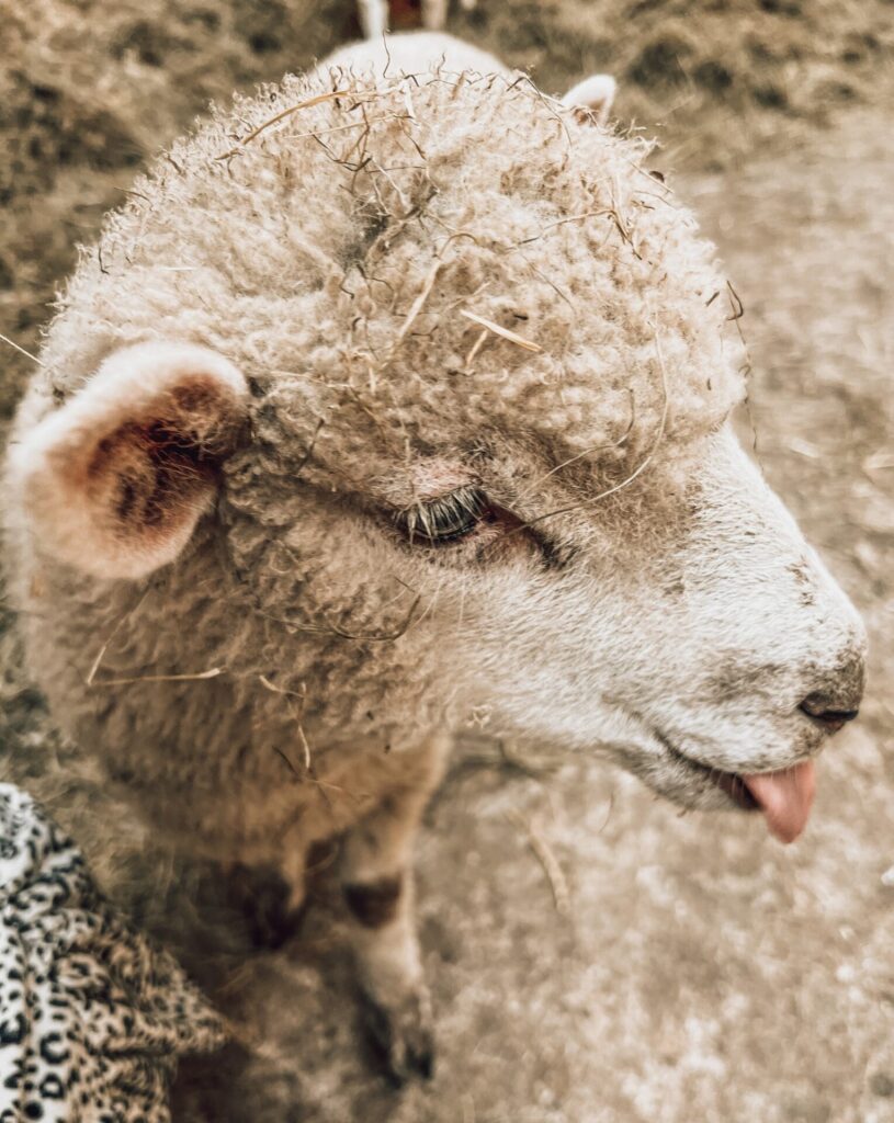 Schapenboerderij Texel 