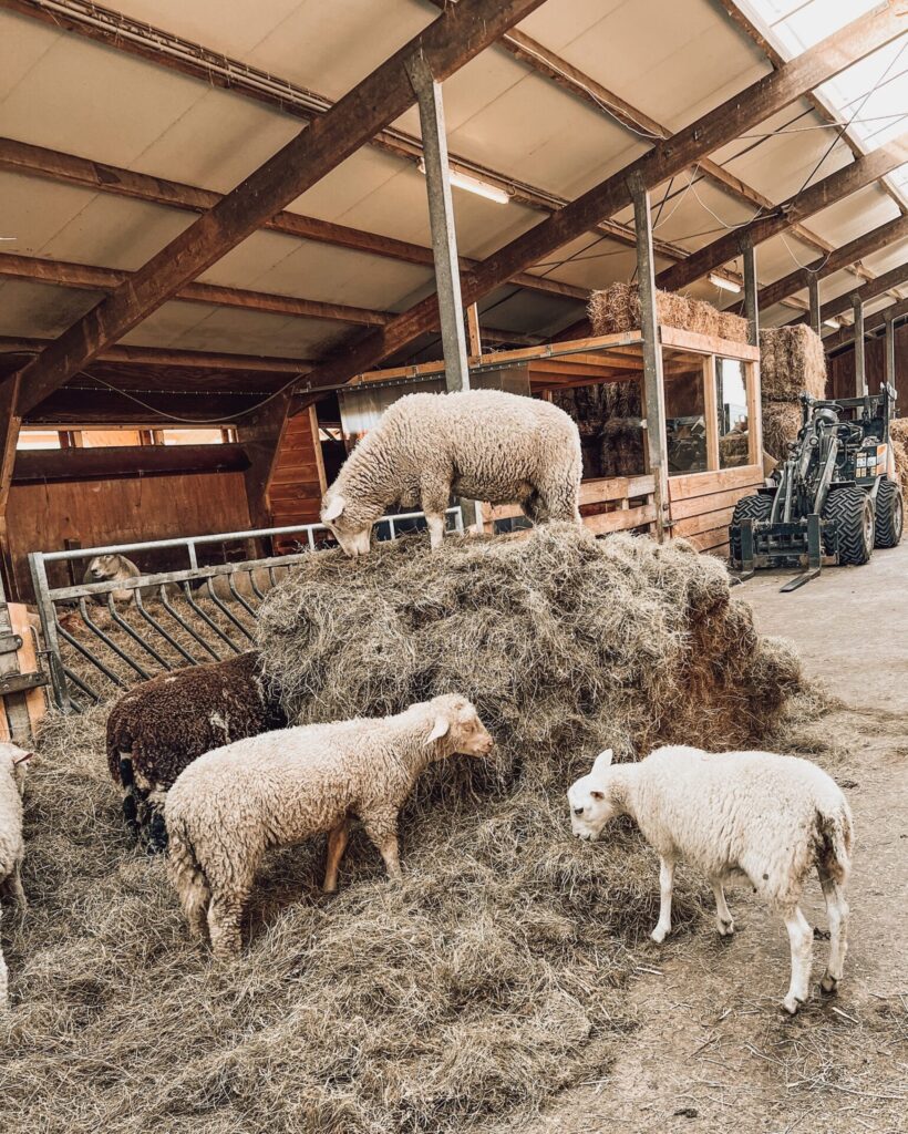 Schapenboerderij Texel 