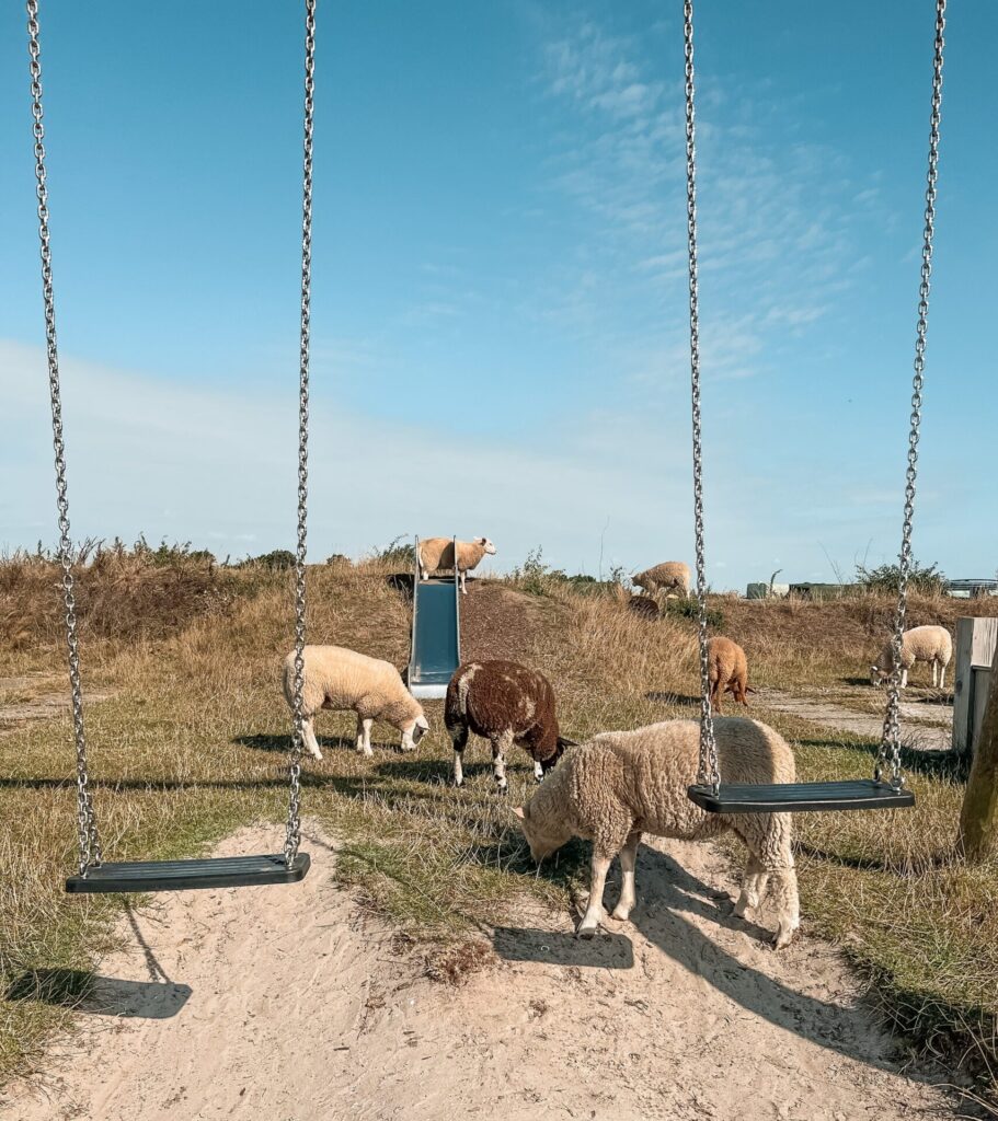 Speeltuin tussen de schapen