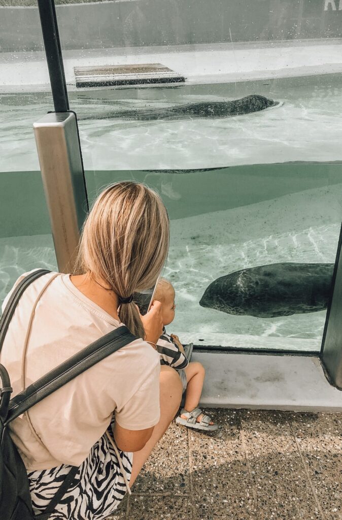 Zeehondjes van heel dichtbij