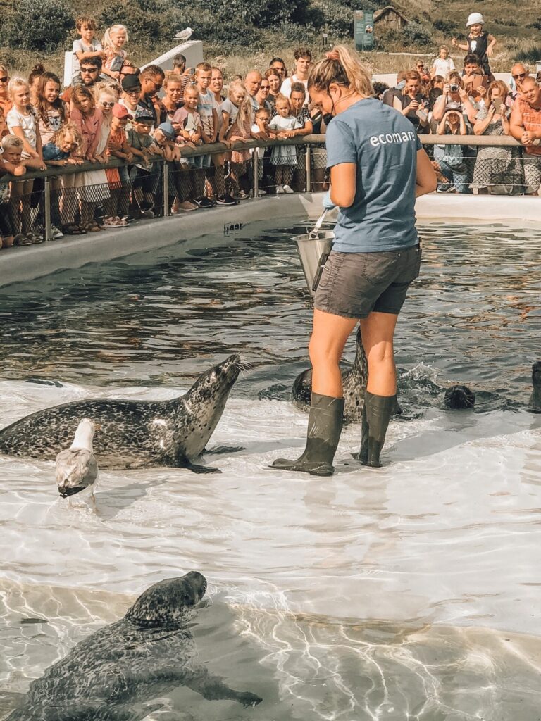 Zeehonden voeren! 