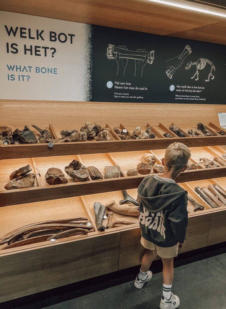 Museum Naturalis - De ijstijd