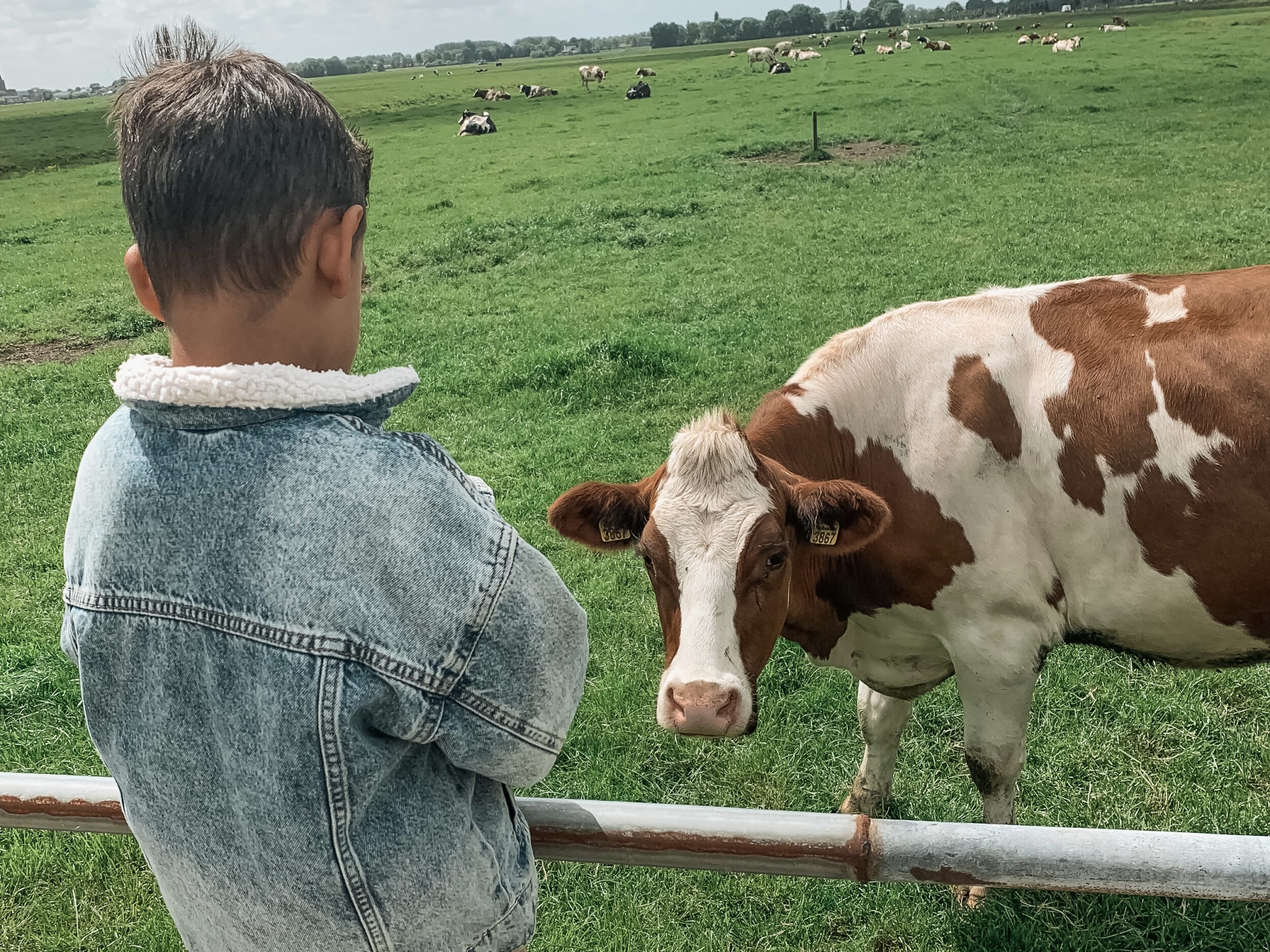 Campina Boerderijdagen tip