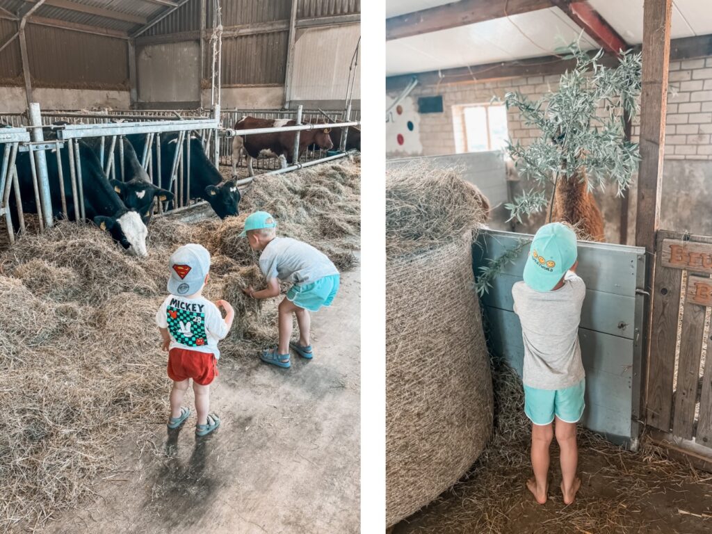 Rondleiding door de boer op Hoeve de Betuwe