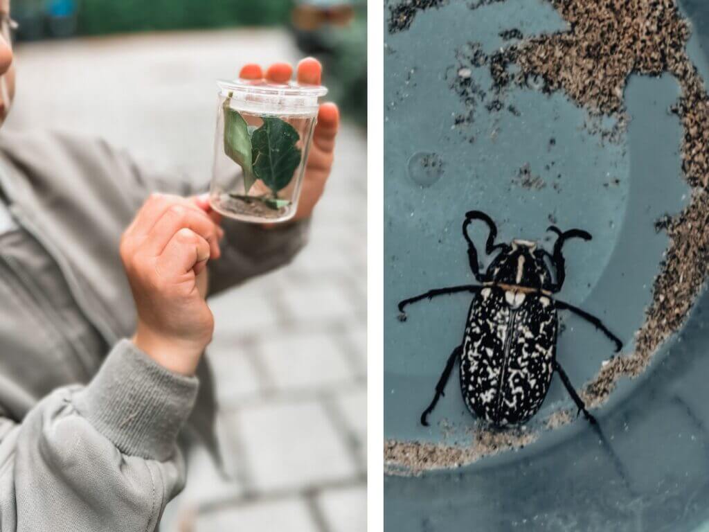 Een beestjesfeestje is perfect voor jongens die houden van insecten