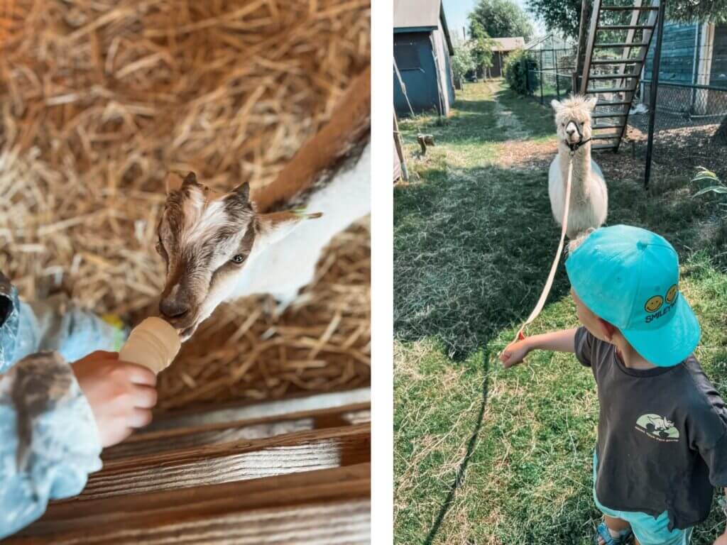 Kinderfeestjes op de boerderij vieren is een top idee! 