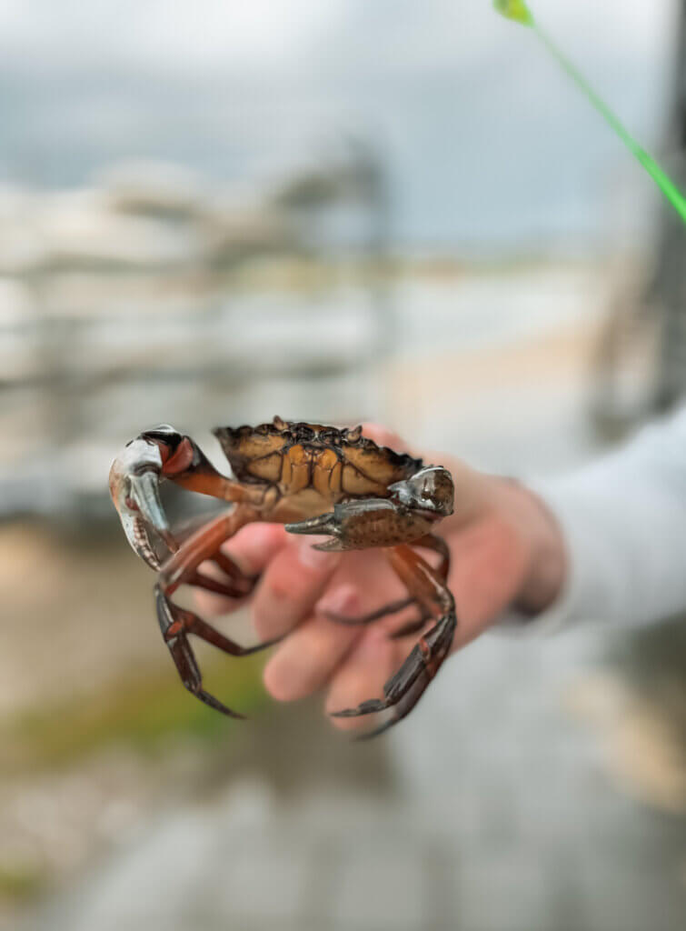 Krabben vangen met kids in Zeeland